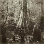 Cypress Knees
