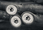 Lampreys