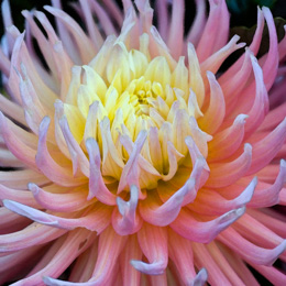 Cultivated