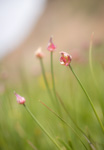 Allium geyeri