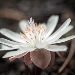 Lewisia rediviva