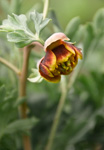 Paeonia brownii