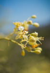 Parkinsonia microphylla