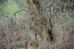 Toxicodendron diversilobium thicket